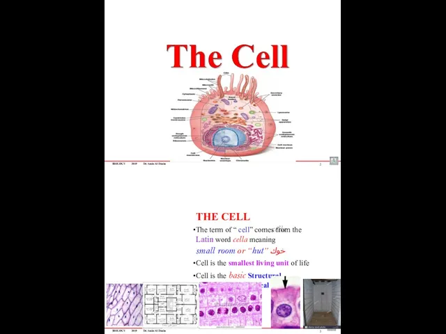 BIOLOGY 2019 Dr. Amin Al-Doaiss 2 THE CELL The term