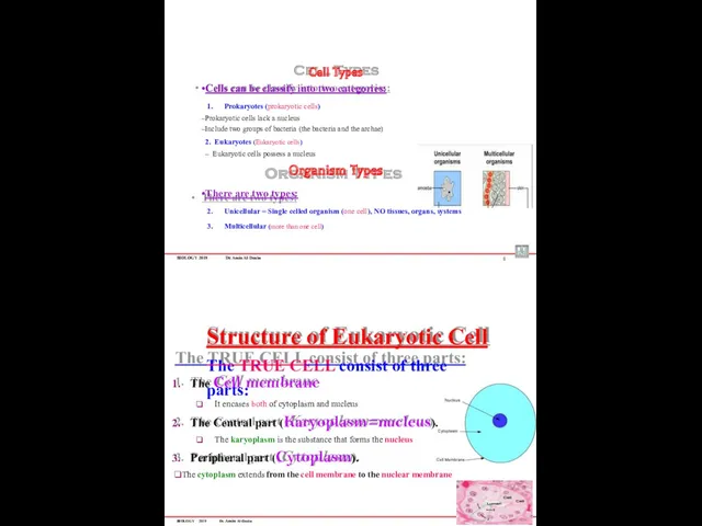 BIOLOGY 2019 Dr. Amin Al-Doaiss Cell Types Cells can be