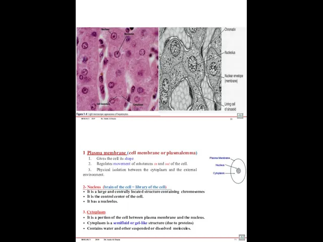 BIOLOGY 2019 Dr. Amin Al-Doaiss 10 Plasma membrane (cell membrane