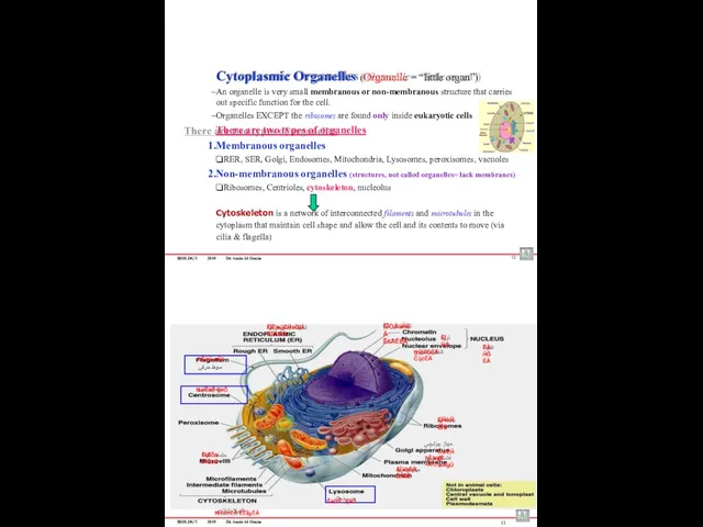 BIOLOGY 2019 Dr. Amin Al-Doaiss 12 Cytoplasmic Organelles (Organelle =