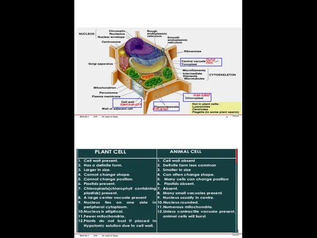 BIOLOGY 2019 Dr. Amin Al-Doaiss ËĪæĒäĚ ÊĤÖĊ ءÄäöÞ ÊàĪÎêĳÈ ĦĤėÞĖÄ