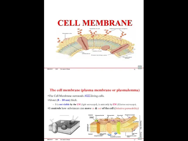 BIOLOGY 2019 Dr. Amin Al-Doaiss 16 The cell membrane (plasma