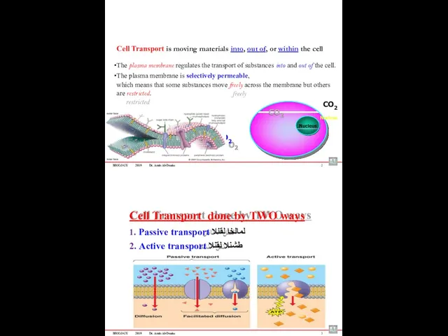 BIOLOGY 2019 Dr. Amin Al-Doaiss Cell Transport is moving materials