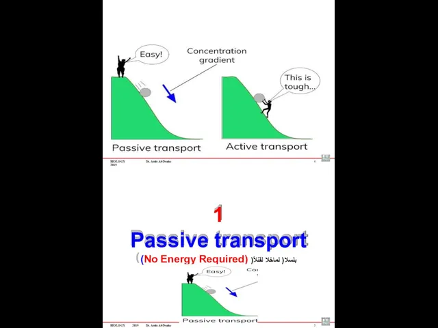 BIOLOGY 2019 Dr. Amin Al-Doaiss 4 1 Passive transport (No