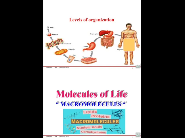 BIOLOGY 2019 Dr. Amin Al-Doaiss 13 Levels of organization Molecules