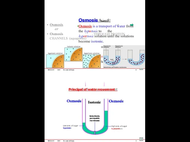 BIOLOGY 2019 Dr. Amin Al-Doaiss Osmosis ةٌزومسلأا Osmosis is a