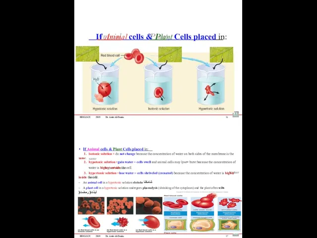 BIOLOGY 2019 Dr. Amin Al-Doaiss If Animal cells & Plant