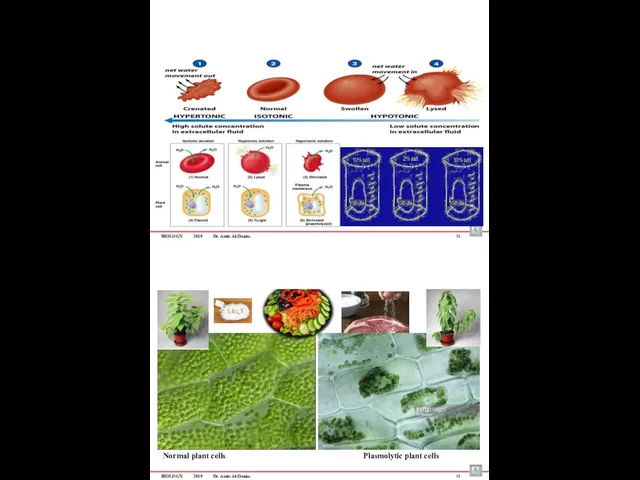 BIOLOGY 2019 Dr. Amin Al-Doaiss 18 Normal plant cells Plasmolytic