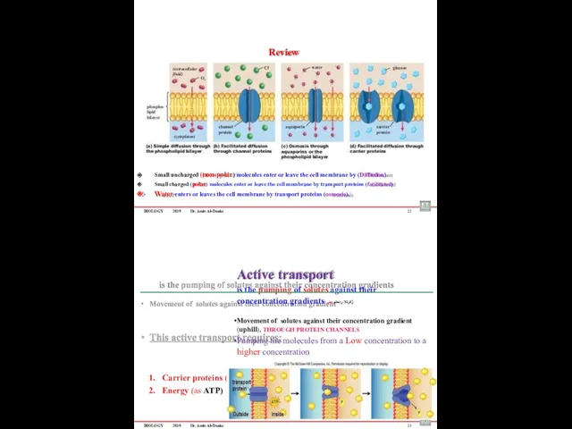 BIOLOGY 2019 Dr. Amin Al-Doaiss 22 Small uncharged (non-polar) molecules