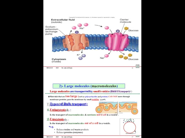 BIOLOGY 2019 Dr. Amin Al-Doaiss 26 Large molecules are transported