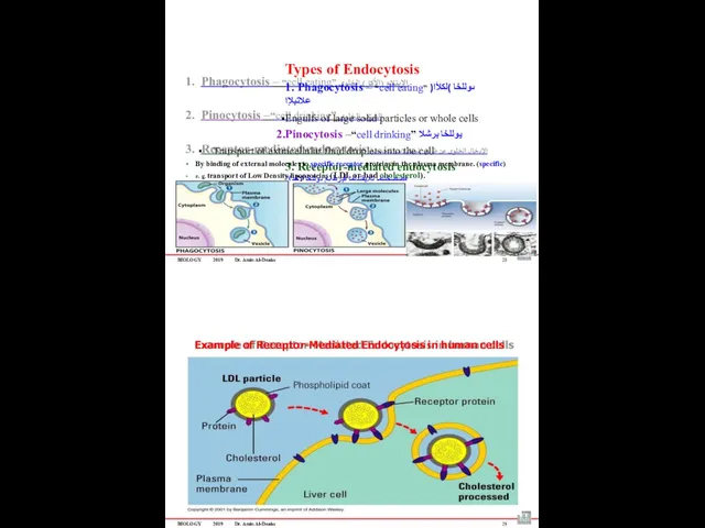 BIOLOGY 2019 Dr. Amin Al-Doaiss Types of Endocytosis 1. Phagocytosis