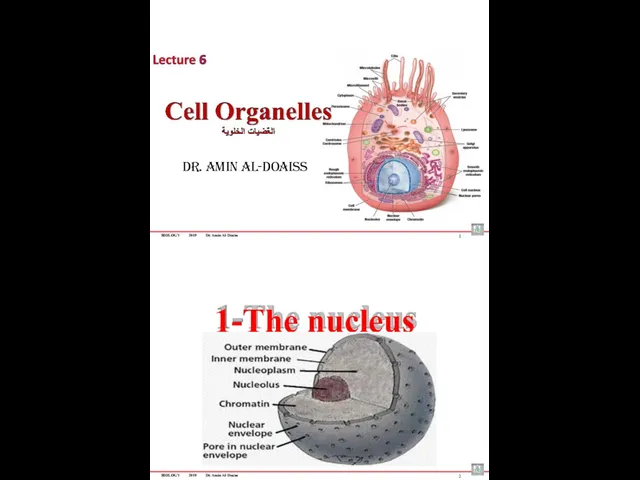 BIOLOGY 2019 Dr. Amin Al-Doaiss Dr. Amin Al-Doaiss 1 1-The