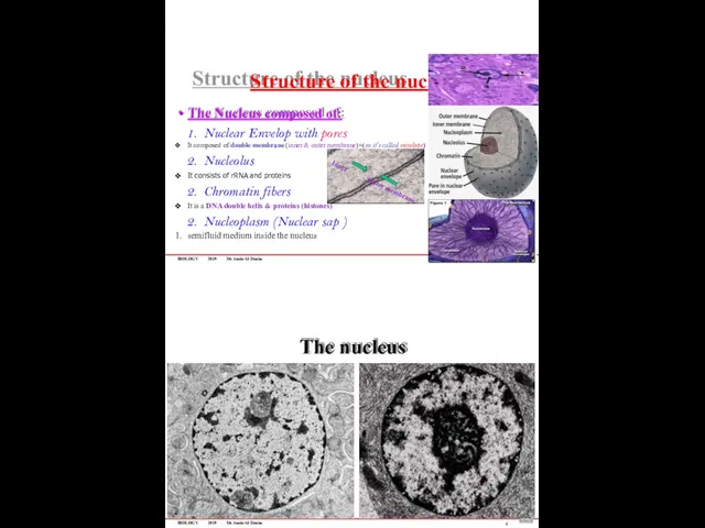 BIOLOGY 2019 Dr. Amin Al-Doaiss Structure of the nucleus 3