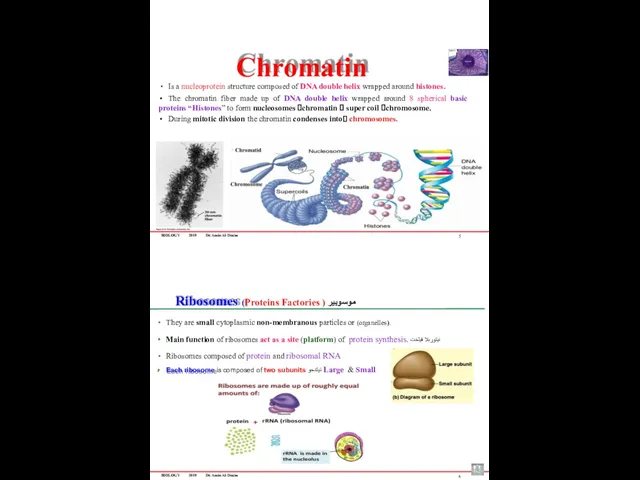 BIOLOGY 2019 Dr. Amin Al-Doaiss Chromatin Is a nucleoprotein structure