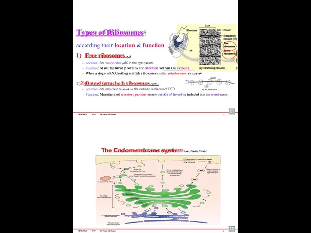 BIOLOGY 2019 Dr. Amin Al-Doaiss Types of Ribosomes according their