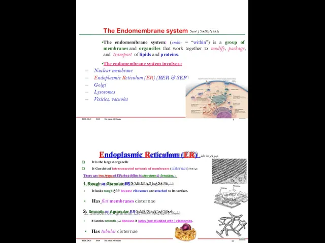 BIOLOGY 2019 Dr. Amin Al-Doaiss The Endomembrane system يلخادلا يئاشغلا