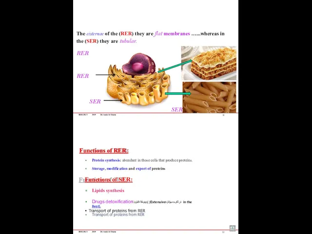 BIOLOGY 2019 Dr. Amin Al-Doaiss 11 The cisternae of the