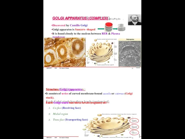 BIOLOGY 2019 Dr. Amin Al-Doaiss GOLGI APPARATUS (COMPLEX) يجلوج-دقعم-زاهج Discovered