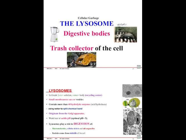 BIOLOGY 2019 Dr. Amin Al-Doaiss THE LYSOSOME Digestive bodies Trash