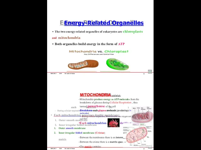 BIOLOGY 2019 Dr. Amin Al-Doaiss Energy-Related Organelles The two energy-related