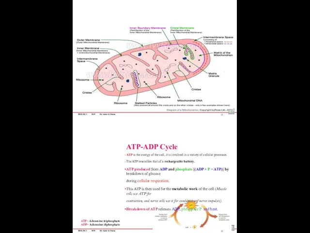 BIOLOGY 2019 Dr. Amin Al-Doaiss 21 ATP-ADP Cycle ATP is