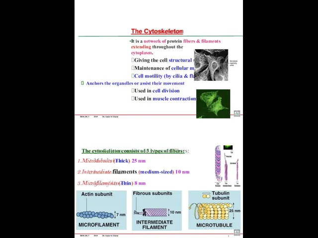 BIOLOGY 2019 Dr. Amin Al-Doaiss The Cytoskeleton It is a