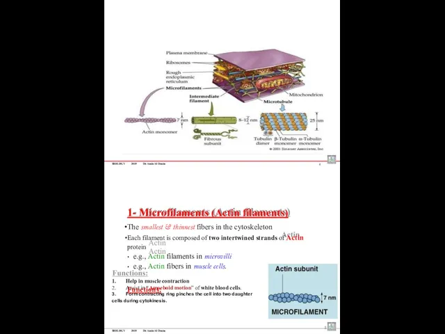 BIOLOGY 2019 Dr. Amin Al-Doaiss 4 5 1- Microfilaments (Actin