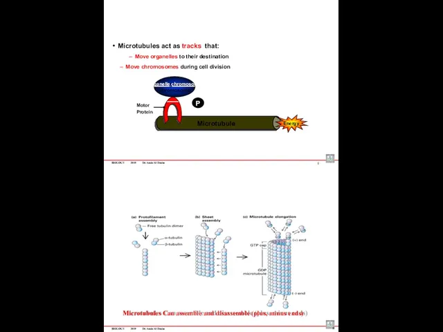 BIOLOGY 2019 Dr. Amin Al-Doaiss 8 Microtubule Motor Protein P