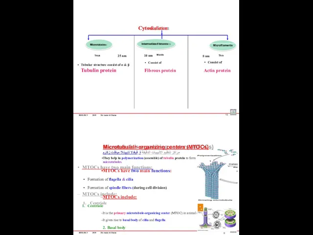 BIOLOGY 2019 Dr. Amin Al-Doaiss Cytoskeleton Tubular structure consist of
