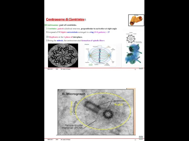 BIOLOGY 2019 Dr. Amin Al-Doaiss Centrosome & Centrioles Centrosome: pair
