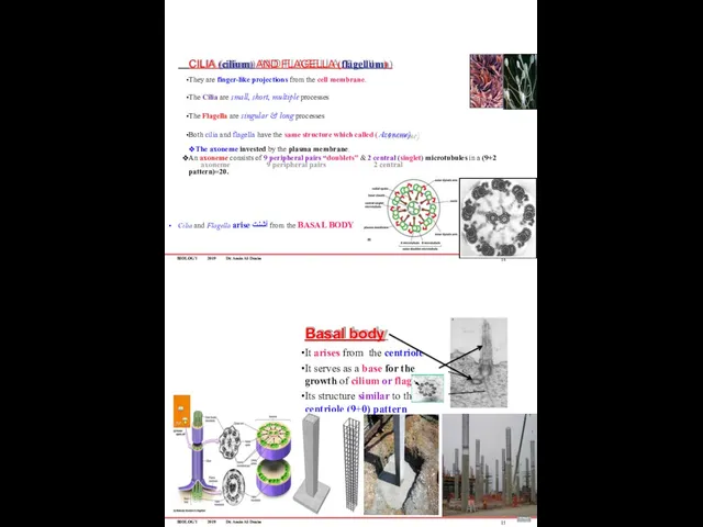 BIOLOGY 2019 Dr. Amin Al-Doaiss CILIA (cilium) AND FLAGELLA (flagellum)