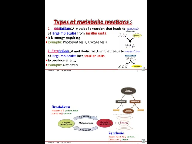 BIOLOGY 2019 Dr. Amin Al-Doaiss Types of metabolic reactions :