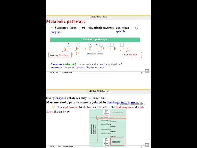 BIOLOGY 2019 Dr. Amin Al-Doaiss 5 Cellular Metabolism Metabolic pathway: