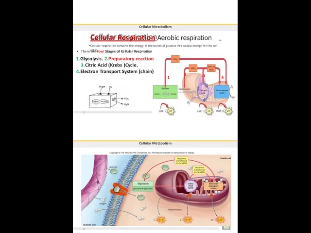 Cellular Respiration Aerobic respiration Cellular respiration converts the energy in