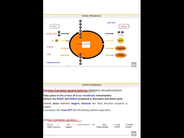 Cellular Metabolism citric acid Input Acetic acid ADP Krebs Cycle