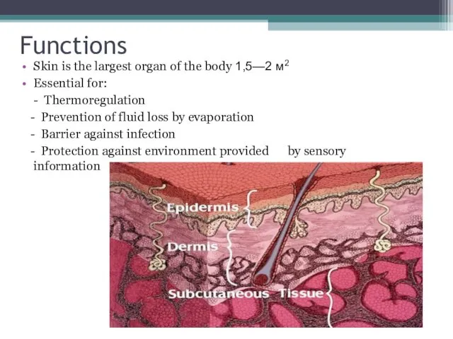 Functions Skin is the largest organ of the body 1,5—2