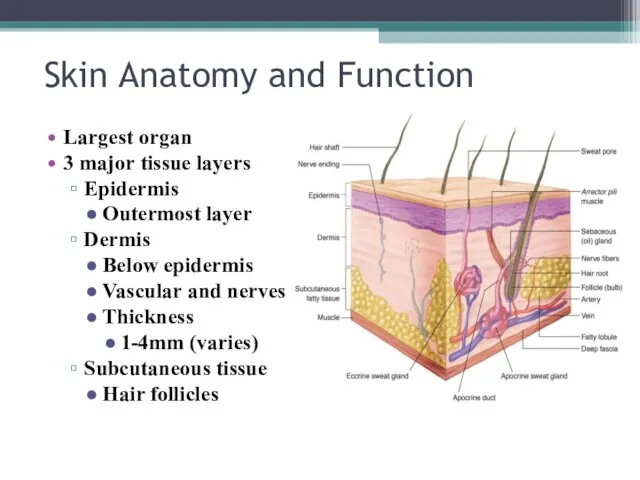 Skin Anatomy and Function Largest organ 3 major tissue layers