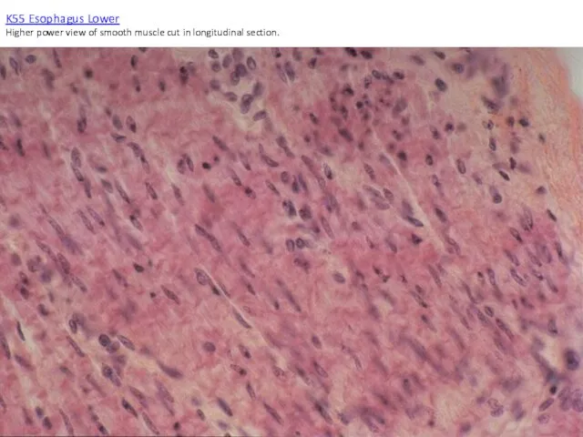 K55 Esophagus Lower Higher power view of smooth muscle cut in longitudinal section.