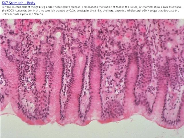 K67 Stomach - Body Surface mucous cells of the gastric