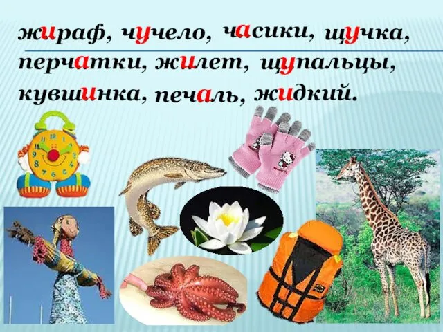 ж..раф, ч..чело, ч..сики, щ..чка, щ..пальцы, ж..лет, перч..тки, кувш..нка, печ..ль, ж..дкий.