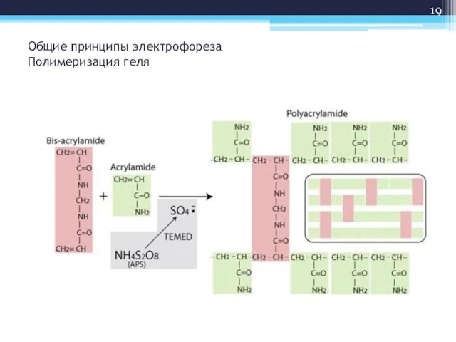 Общие принципы электрофореза Полимеризация геля