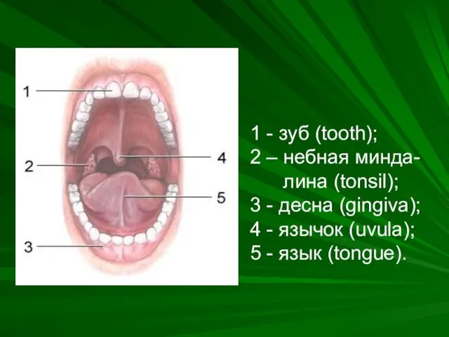 1 - зуб (tooth); 2 – небная минда- лина (tonsil); 3 - десна