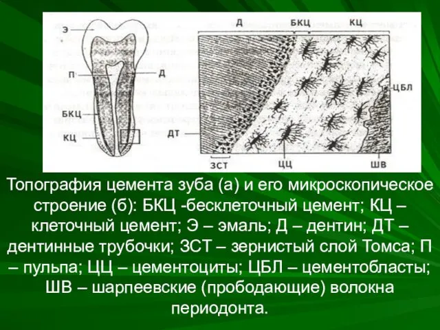 Топография цемента зуба (а) и его микроскопическое строение (б): БКЦ -бесклеточный цемент; КЦ