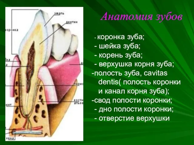 Анатомия зубов - коронка зуба; - шейка зуба; - корень зуба; - верхушка