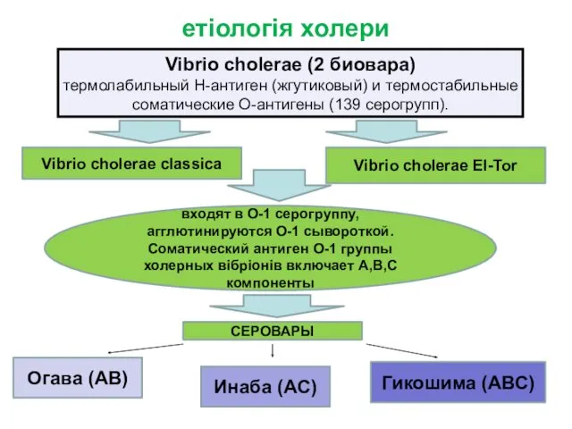 етіологія холери Vibrio choleraе (2 биовара) термолабильный Н-антиген (жгутиковый) и