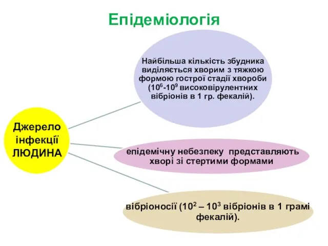 Епідеміологія Джерело інфекції ЛЮДИНА