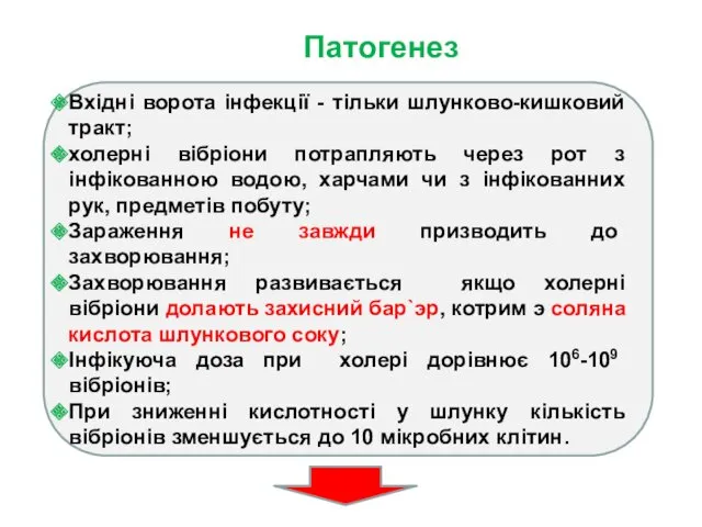 Патогенез Вхідні ворота інфекції - тільки шлунково-кишковий тракт; холерні вібріони