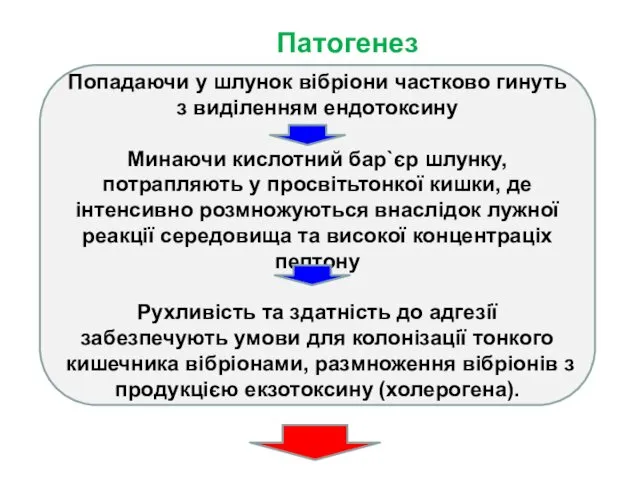 Патогенез Попадаючи у шлунок вібріони частково гинуть з виділенням ендотоксину