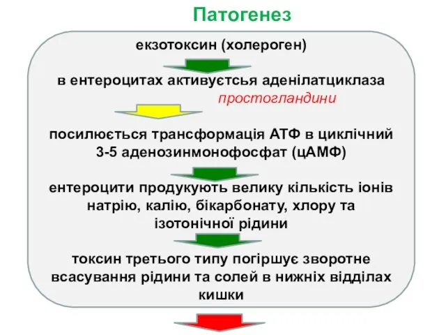 Патогенез екзотоксин (холероген) в ентероцитах активуєтсья аденілатциклаза простогландини посилюється трансформація