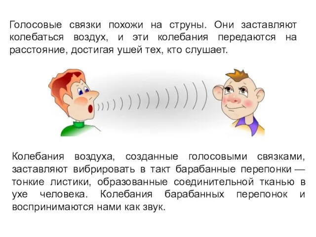 Голосовые связки похожи на струны. Они заставляют колебаться воздух, и